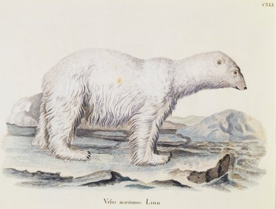 北极熊（Ursus maritimus），摘自《自然界中的哺乳动物》，作者Johann Christian Daniel von Schreber（1739-1810），IC Bock根据Marechal的绘图进行雕刻，第三卷，表141，德国 作者 德国学校