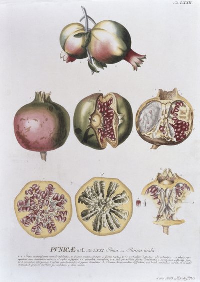 石榴，由Johann Jakob Haid（1704-67）板刻72植物书，酒吧。作者：Augustus Vind 作者 德国学校