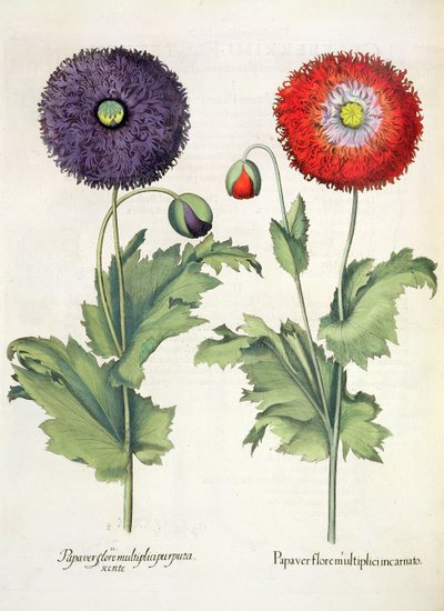 罂粟：1.Papaver开花多肉。 2.Papaver多个紫色的花，从Eystettensis蓬蒿Besler（1561年至1629年），酒吧。 1613 作者 德国学校