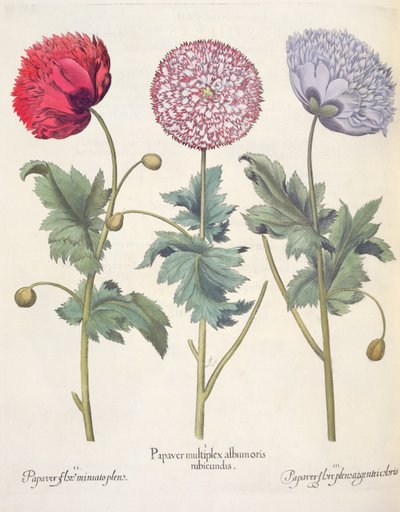 罂粟花，红色1.Papaver多个albumoris; 2.Papaver盛开圣米尼亚托增压室; 3.Papaver plensargentei花的颜色，从Eystettensis蓬蒿Besler（1561年至1629年），酒吧。 1613 作者 德国学校