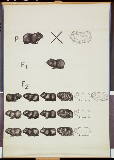海报展示几内亚猪的Mendels法 作者 德国学校