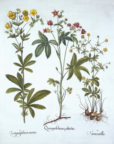 Potentillas，来自Hortus Eystettensis，由Basil Besler（1561-1629），酒吧。 1613（手工雕刻） 作者 德国学校