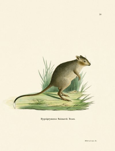 Potoroo（彩色雕刻） 作者 德国学校