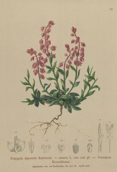 Prealpine Milkwort（Polygala alpestris，Polygala amara var.aut.pl。，Polygala brachyptera） 作者 德国学校