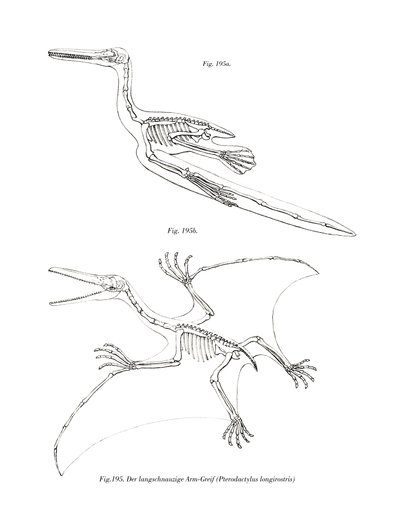 翼手龙(彩色平版印刷) 作者 德国学校