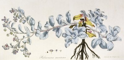 肺肺病（Pulmonaria Maritima），1785-1788年 作者 德国学校