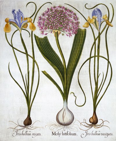 紫色感觉和西班牙鸢尾花，来自Hortus Eystettensis，由Basil Besler（1561-1629），酒吧。 1613（手工雕刻） 作者 德国学校