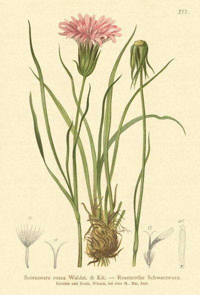 紫色蛇蝎草（Scorzonera rosea，Scorzonera purpurea subsp.rosea） 作者 德国学校