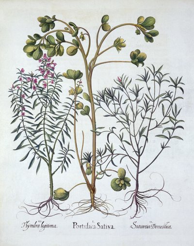 Purslane，Summer Savory和Winter Savory，来自Hortus Eystettensis，由Basil Besler（1561-1629），酒吧。 1613（手工雕刻） 作者 德国学校