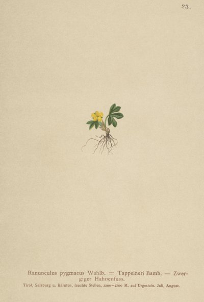 侏儒毛茛（Ranunculus pygmaeus，Ranunculus tappeineri，Ranunculus baerianus，Ranunculus pygmaeus var.Langeanu） 作者 德国学校
