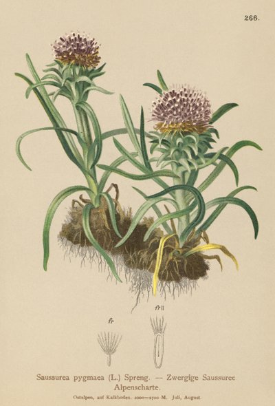 侏儒雪莲（Saussurea pygmaea） 作者 德国学校