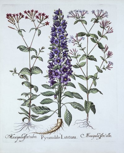 金字塔形风铃，Muscipulas，来自Hortus Eystettensis，由Basil Besler（1561-1629），酒吧。 1613（手工雕刻） 作者 德国学校