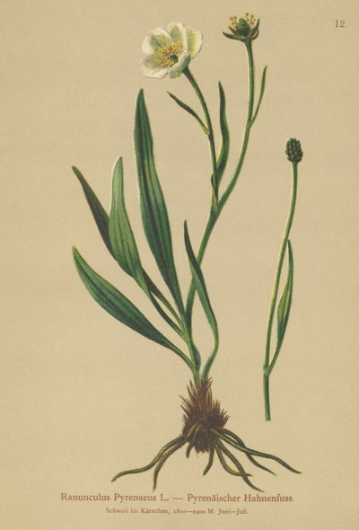 比利牛斯山脉（Ranunculus Pyrenaeus） 作者 德国学校