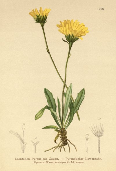 比利牛斯山鹰（Leontodon Pyrenaicum，Leontodon Pyrenaicus） 作者 德国学校