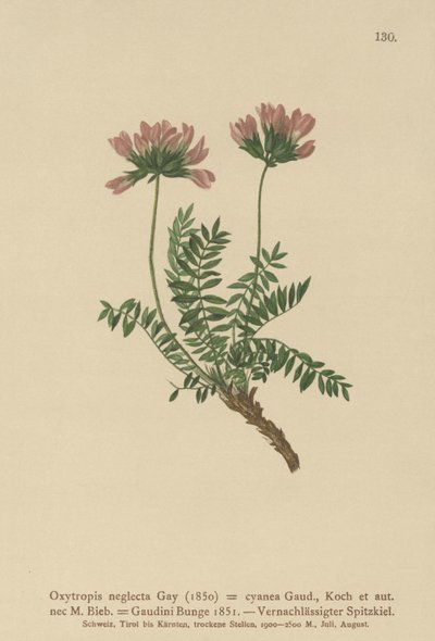 比利牛斯山脉牛奶紫云英（Oxytropis neglecta，Oxytropis cyanea，Oxytropis Gaudini，Oxytropis albana，Oxytropis caucasica，Oxytropis pyrenaica，Astragalus pyrenaicus） 作者 德国学校