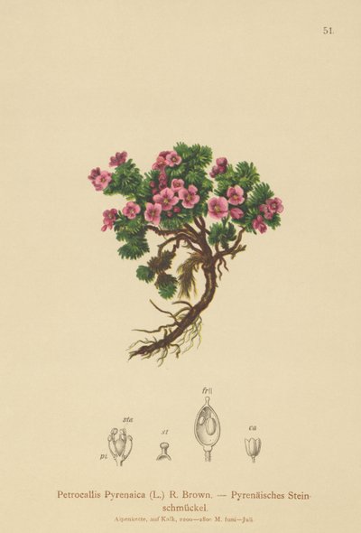 比利牛斯山脉Petrocallis（Petrocallis Pyrenaica） 作者 德国学校