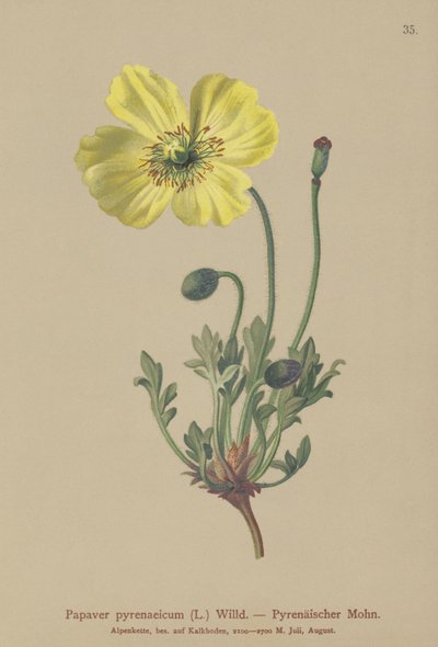 比利牛斯山罂粟（Papaver pyrenaeicum，Papaver alpinum sub。） 作者 德国学校