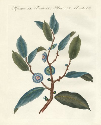 珍稀观赏植物 作者 德国学校