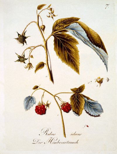 覆盆子，德国野花的书由Johann Daniel von Reitter出版，出版于c.1803-5 作者 德国学校