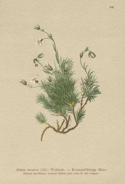 Recurved Sandwort（Alsine recurva，Minuartia recurva） 作者 德国学校