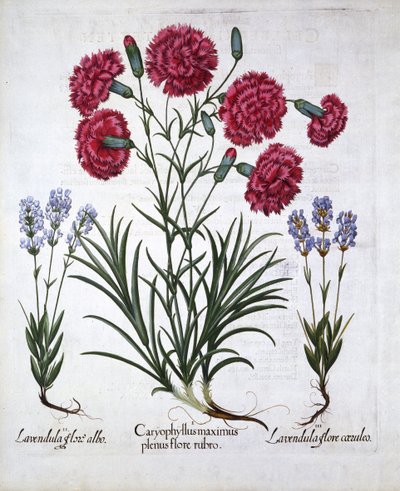 红色康乃馨和薰衣草，来自Hortus Eystettensis，由Basil Besler（1561-1629），酒吧。 1613（手工雕刻） 作者 德国学校