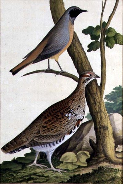 红尾鸲（Phoenicurus phoenicurus）和榛鸡，约1740年（纸上水彩画） 作者 德国学校