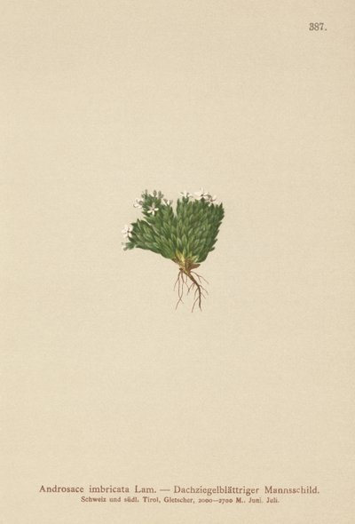 岩茉莉（Androsace imbricata，Aretia imbricata） 作者 德国学校