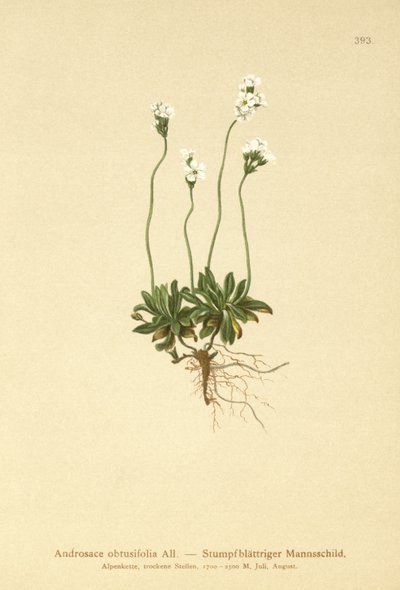 岩茉莉（Androsace obtusifolia） 作者 德国学校