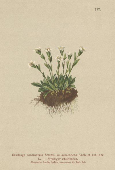 Rock Saxifrage（Saxifraga controversa，Saxifraga adscendens） 作者 德国学校