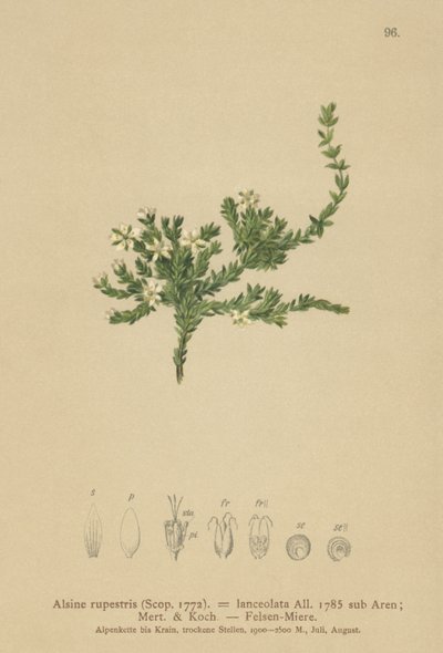 Rock Stitchwort（Alsine rupestris，Alsine lanceolata，Minuartia rupestris） 作者 德国学校