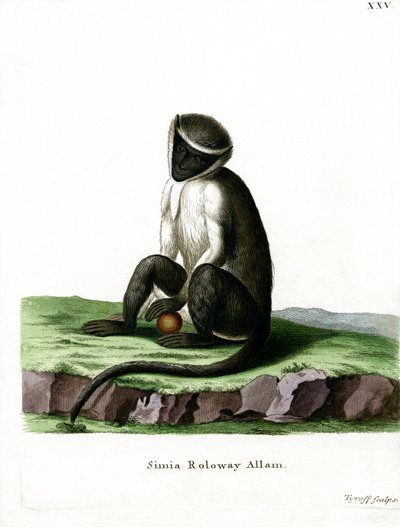 Roloway Guenon（彩色雕刻） 作者 德国学校