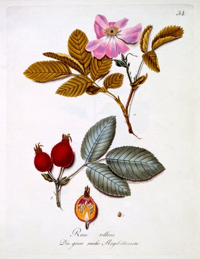 Rosa villosa，来自德国野花的书，由Johann Daniel von Reitter出版，出版于1980-3-5 作者 德国学校