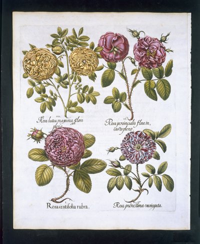 玫瑰，板块95来自Hortus Eystettensisby Basil Besler（1561-1629）酒吧。 1613（手工彩色雕刻） 作者 德国学校