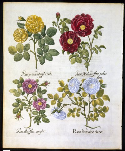 玫瑰，板块96来自Hortus Eystettemsis by Basil Besler（1561-1629）酒吧于1613年（手工彩色雕刻） 作者 德国学校