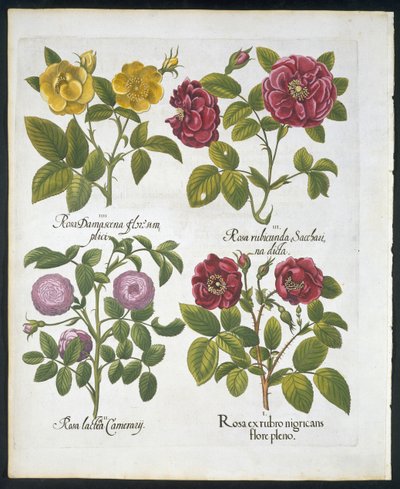 玫瑰，板块96来自Hortus Eystettensis by Basil Besler（1561-1629）pub 1613（手工彩色雕刻） 作者 德国学校