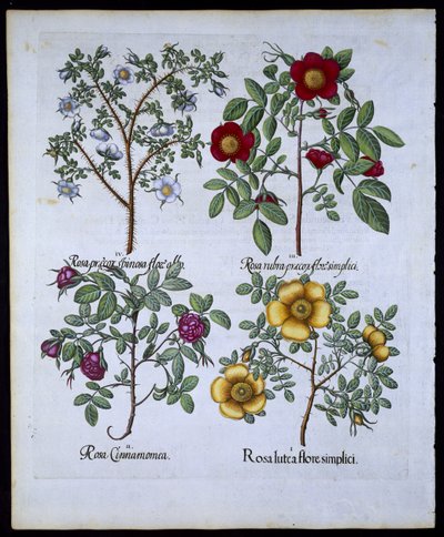 玫瑰，板块98来自Hortus Eystettensisby Basil Besler（1561-1629）酒吧。 1613（手工彩色雕刻） 作者 德国学校