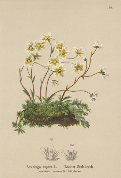 粗糙的Saxifrage（Saxifraga aspera） 作者 德国学校
