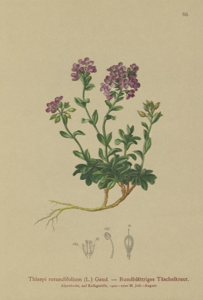 圆叶Pennycress（Thlaspi rotundifolium，Noccaea rotundifolia，Thlaspi cepaeifolium subsp.rotundifolium） 作者 德国学校