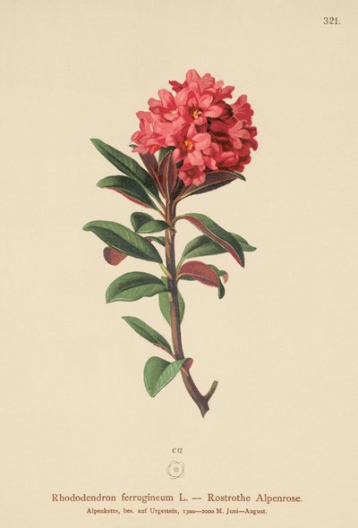 生锈的叶子Alpenrose（杜鹃花） 作者 德国学校