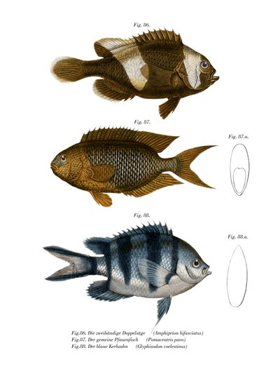 鞍背海葵鱼（彩色石版画） 作者 德国学校