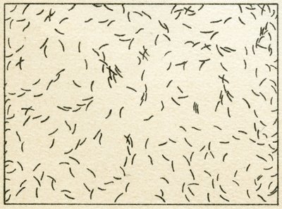自来水中的细菌样本c.1890（彩色石版画） 作者 德国学校