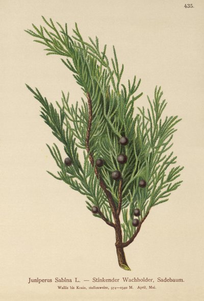 Savin Juniper（Juniperus Sabina） 作者 德国学校