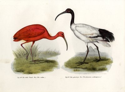 Scarlet Ibis，1864 作者 德国学校