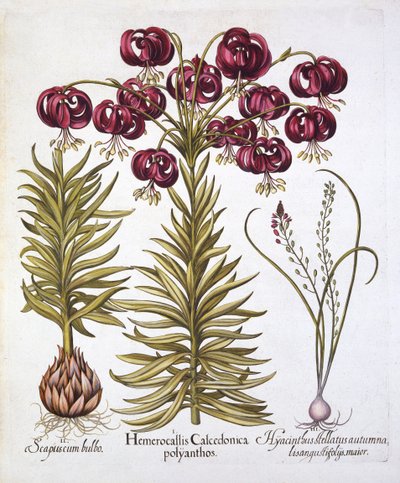 Scarlet Turks Cap Lily和Scilla Autumnalis，来自Hortus Eystettensis，由Basil Besler（1561-1629），酒吧。 1613（手工彩色雕刻） 作者 德国学校