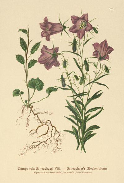 Scheuchzer的贝尔弗劳尔（Campanula Scheuzeri） 作者 德国学校