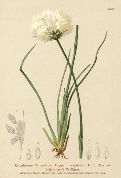 Scheuchzers棉草（Eriophorum Scheuchzeri，Eriophorum capitatum） 作者 德国学校