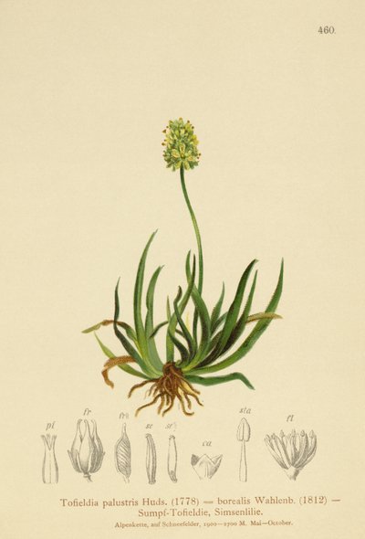 苏格兰Asphodel（Tofieldia calyculata，Tofieldia palustris，Tofieldia borealis，Tofieldia pusilla） 作者 德国学校
