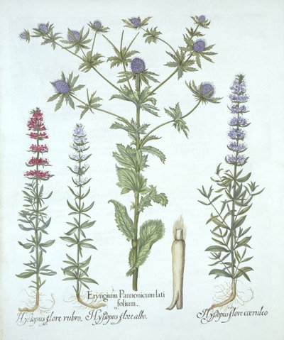 Sea Holly和三种Hyssop，来自Hortus Eystettensis，由Basil Besler（1561-1629），酒吧。 1613（手工雕刻） 作者 德国学校