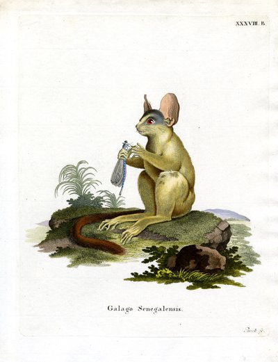 塞内加尔 Bushbaby（彩色雕刻） 作者 德国学校