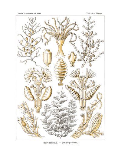 Sertulariae，1899-1904 作者 德国学校